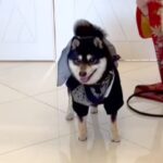 結婚式で『新郎新婦に指輪を届ける大役』を任された犬→式場で固まってしまい…一生懸命な光景に胸打たれると反響「ファンサ素敵」「頑張った」(ブログ)