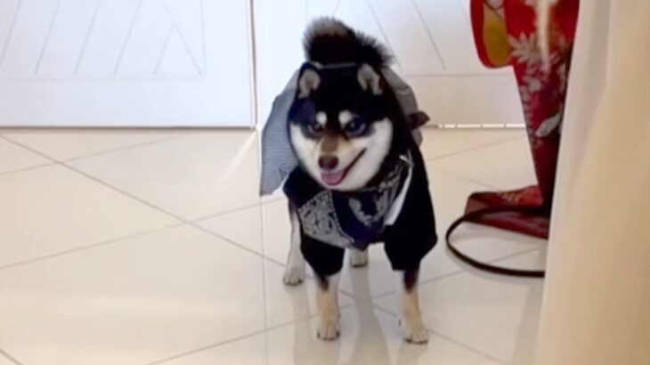 結婚式で『新郎新婦に指輪を届ける大役』を任された犬→式場で固まってしまい…一生懸命な光景に胸打たれると反響「ファンサ素敵」「頑張った」(ブログ)