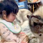 赤ちゃんが『大型犬にお世話され育った』結果→まるで本当の妹のようで…種族を超えた『尊すぎる光景』が13万再生「表情が…」「なんて優しい」(ブログ)