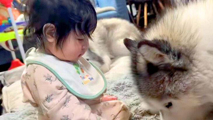 赤ちゃんが『大型犬にお世話され育った』結果→まるで本当の妹のようで…種族を超えた『尊すぎる光景』が13万再生「表情が…」「なんて優しい」(ブログ)