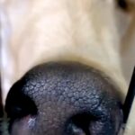 『美しく、高貴な犬』と言われるアフガンハウンド→実際に飼ってみると…想像を違いすぎる『衝撃の寝顔』が29万再生「白目で草」「爆笑ｗｗ」(ブログ)