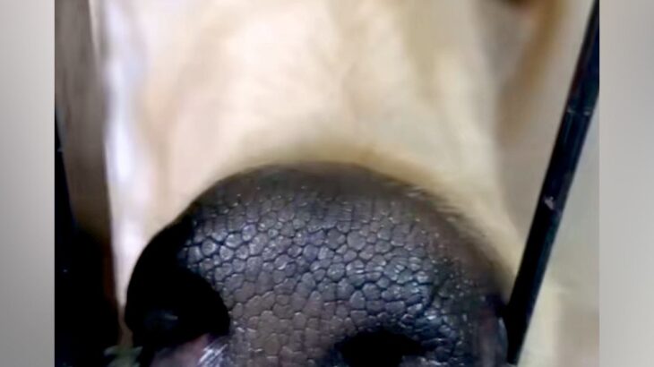 『美しく、高貴な犬』と言われるアフガンハウンド→実際に飼ってみると…想像を違いすぎる『衝撃の寝顔』が29万再生「白目で草」「爆笑ｗｗ」(ブログ)