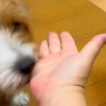 『おて』と犬たちに手を出した結果→『うまくできるかな』と思っていたら…想定外な『尊い行動』に3万いいね「完全に分かってる」「むしろ正解」(ブログ)
