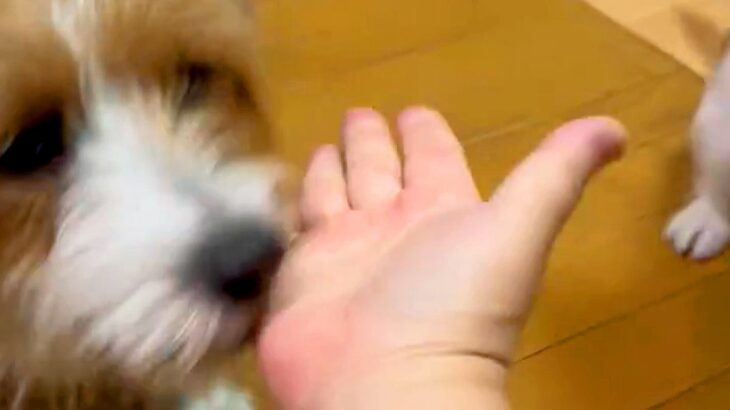 『おて』と犬たちに手を出した結果→『うまくできるかな』と思っていたら…想定外な『尊い行動』に3万いいね「完全に分かってる」「むしろ正解」(ブログ)