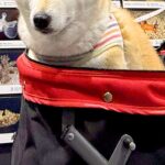『水族館』に初めて来た犬→徐々に疲れてきてしまい…終盤に見せた『まさかの表情』に2万いいね集まる「落差すごいｗｗ」「10歳老けてて草」(ブログ)