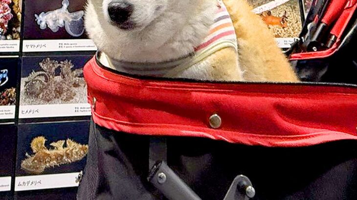 『水族館』に初めて来た犬→徐々に疲れてきてしまい…終盤に見せた『まさかの表情』に2万いいね集まる「落差すごいｗｗ」「10歳老けてて草」(ブログ)