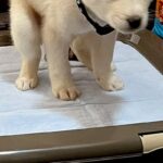 トイレで踏ん張る『生後2ヶ月の保護犬』→2年後…赤ちゃんの頃から変わっていない『表情』に5万いいね「もはや様式美ｗ」「そのまま過ぎて草」(ブログ)