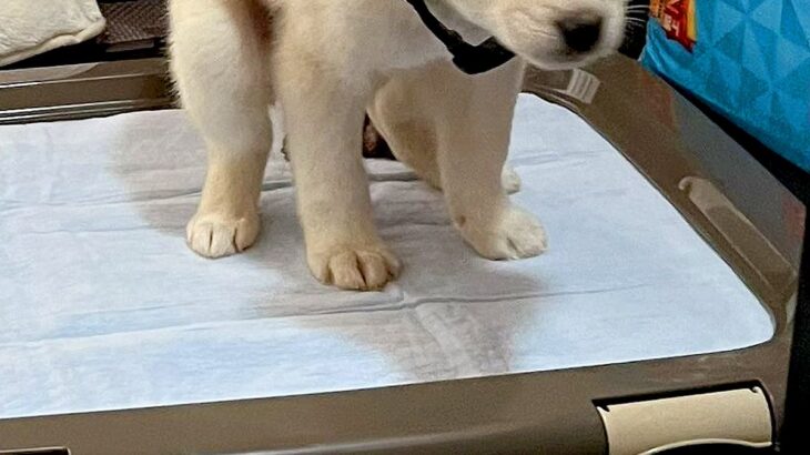 トイレで踏ん張る『生後2ヶ月の保護犬』→2年後…赤ちゃんの頃から変わっていない『表情』に5万いいね「もはや様式美ｗ」「そのまま過ぎて草」(ブログ)