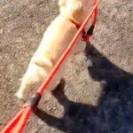 子犬を散歩していたら、リードを咥え始めて…『私が散歩されてる？』あまりにも可愛い光景に爆笑「連れて行ってくれてるｗ」「主導権は譲らん」(ブログ)