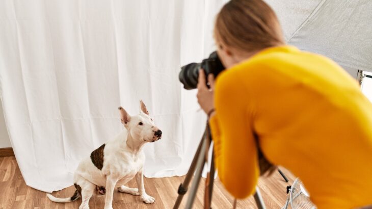 犬に『カメラのフラッシュ』危険な理由4つ　愛犬の目に与える悪影響とは？(ブログ)