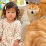 1歳の女の子が悪いことをしたので、叱った結果→察した犬たちが集まってきて…まさかの『尊すぎる光景』が23万再生「連帯責任なんだ」「素敵」(ブログ)