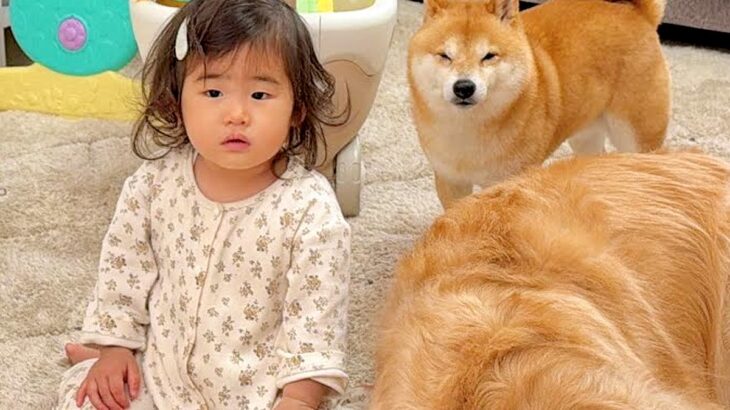 1歳の女の子が悪いことをしたので、叱った結果→察した犬たちが集まってきて…まさかの『尊すぎる光景』が23万再生「連帯責任なんだ」「素敵」(ブログ)