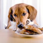犬が誤飲すると『危険なモノ』4選　避けるべき理由や緊急時の応急処置まで(ブログ)