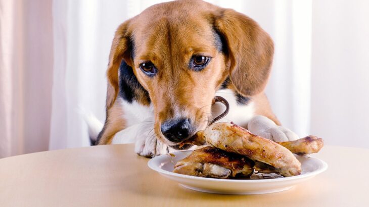 犬が誤飲すると『危険なモノ』4選　避けるべき理由や緊急時の応急処置まで(ブログ)