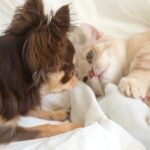 『おもちゃを奪い取った猫』VS『取り返したい犬』→優しく猫パンチされたら…ビビりすぎてしまった『表情』に爆笑「顔ｗｗ」「驚き方可愛すぎ」(ブログ)