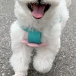 ウキウキで散歩する犬→行き先が『病院』で、注射を打たれてしまい…何も信じられなくなった『表情』に2万いいね「差がｗｗ」「人間味あって草」(ブログ)