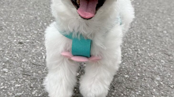 ウキウキで散歩する犬→行き先が『病院』で、注射を打たれてしまい…何も信じられなくなった『表情』に2万いいね「差がｗｗ」「人間味あって草」(ブログ)