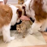 犬に『大好き！』と舐められまくる猫→限界を迎えてしまい…あまりにも可愛い『反撃方法』が11万再生「好きが止まらないｗ」「天使しかいない」(ブログ)