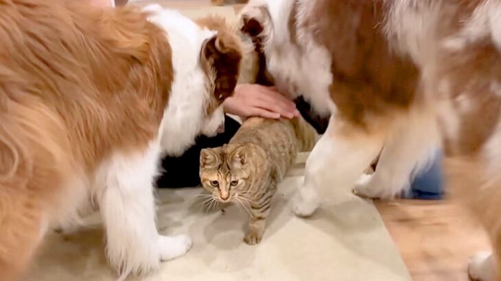 犬に『大好き！』と舐められまくる猫→限界を迎えてしまい…あまりにも可愛い『反撃方法』が11万再生「好きが止まらないｗ」「天使しかいない」(ブログ)