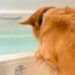 お風呂に溜まった水を見た大型犬→突然大はしゃぎし、何をするのかと思ったら…激しすぎる光景が107万再生「テンションぶち上げｗ」「豪快」(ブログ)