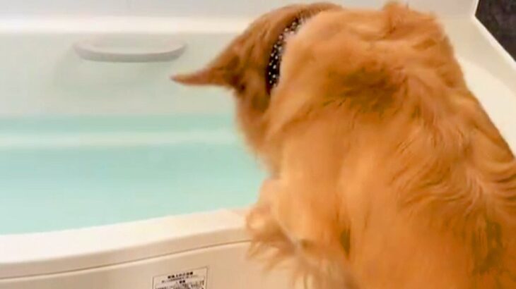 お風呂に溜まった水を見た大型犬→突然大はしゃぎし、何をするのかと思ったら…激しすぎる光景が107万再生「テンションぶち上げｗ」「豪快」(ブログ)