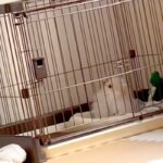 生まれて初めて『ピアノの音』を聞いた子犬→首を思いっきりかしげて…犬生1週目すぎる『愛おしい反応』が55万再生「天使みたいな可愛さ」(ブログ)