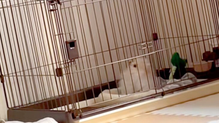 生まれて初めて『ピアノの音』を聞いた子犬→首を思いっきりかしげて…犬生1週目すぎる『愛おしい反応』が55万再生「天使みたいな可愛さ」(ブログ)