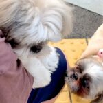朝、犬見知りのワンコが『8匹の犬に囲まれてしまった』結果→想像以上にビビりまくり…わかりやすい態度に反響「気持ちわかるｗ」「愛おしい」(ブログ)