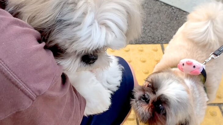 朝、犬見知りのワンコが『8匹の犬に囲まれてしまった』結果→想像以上にビビりまくり…わかりやすい態度に反響「気持ちわかるｗ」「愛おしい」(ブログ)