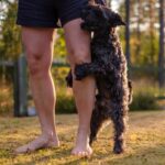 犬が『人間に腰を振る』心理5つ　マウンティングをする理由や止めさせる方法まで解説(ブログ)