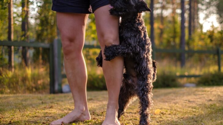 犬が『人間に腰を振る』心理5つ　マウンティングをする理由や止めさせる方法まで解説(ブログ)