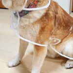 『透明のカッパ』を買ったので、犬に着せてみた結果…『アイドルのデビュー衣装』のような光景と『表情』に7万いいね「決意固めた顔してて草」(ブログ)