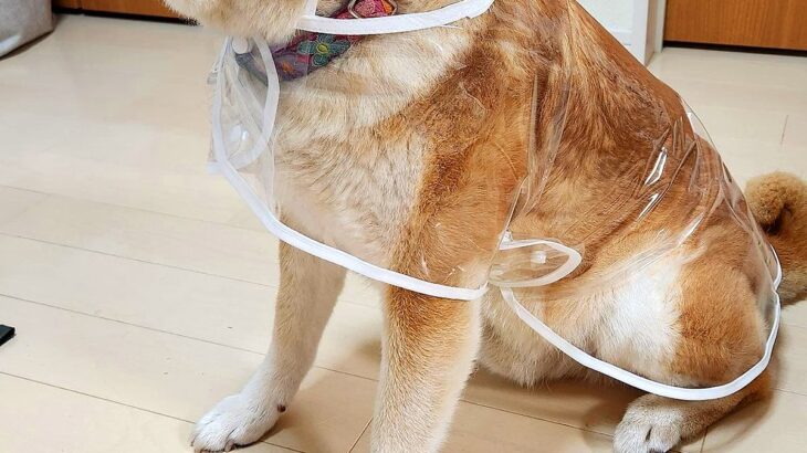 『透明のカッパ』を買ったので、犬に着せてみた結果…『アイドルのデビュー衣装』のような光景と『表情』に7万いいね「決意固めた顔してて草」(ブログ)