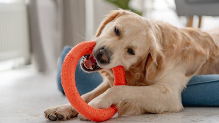 犬が『おもちゃに執着している』ときの心理3つ　離してくれないときはどうしたらいいの？(ブログ)