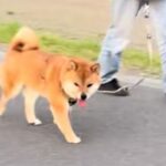 散歩中の犬に内緒で『目の前を素通りしてみた』結果→『振り向いてくれた！』と思ったら…切ない展開に反響「可愛すぎｗ」「たぶん気づいてる」(ブログ)