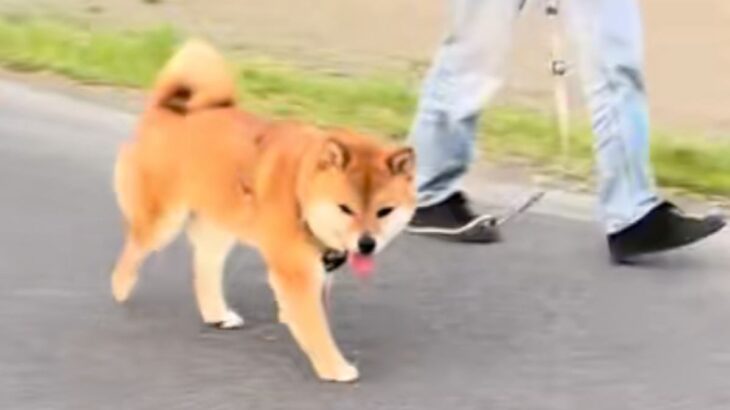 散歩中の犬に内緒で『目の前を素通りしてみた』結果→『振り向いてくれた！』と思ったら…切ない展開に反響「可愛すぎｗ」「たぶん気づいてる」(ブログ)