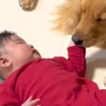 生まれた時から大型犬と一緒に育った赤ちゃん→いつも優しく寄り添って…素敵すぎる『1年半の成長記録』が10万再生「竹馬の友」「仲良し」(ブログ)