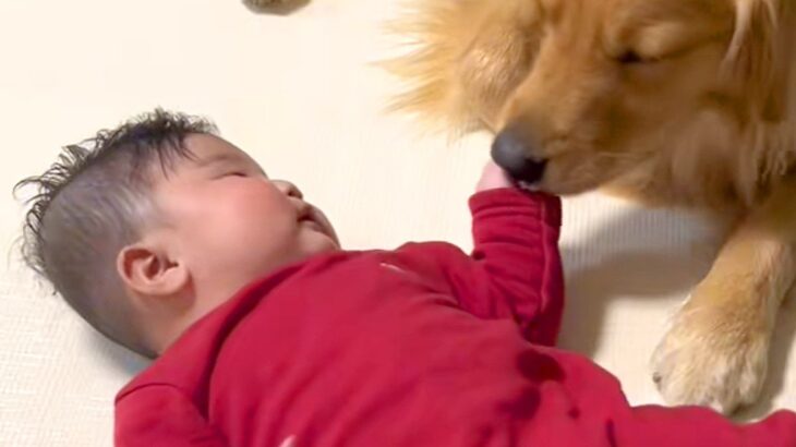 生まれた時から大型犬と一緒に育った赤ちゃん→いつも優しく寄り添って…素敵すぎる『1年半の成長記録』が10万再生「竹馬の友」「仲良し」(ブログ)