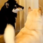 赤ちゃんを初めて家に連れて帰った結果→犬が『興味津々』で近付いて…あまりにも尊い光景が10万再生「泣きそうになった」「素敵なお姉ちゃん」(ブログ)