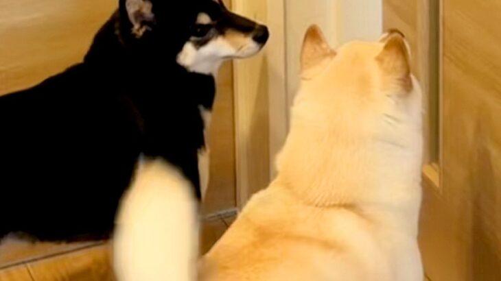 赤ちゃんを初めて家に連れて帰った結果→犬が『興味津々』で近付いて…あまりにも尊い光景が10万再生「泣きそうになった」「素敵なお姉ちゃん」(ブログ)