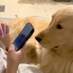 『体重37キロの大型犬』と暮らす女性→スマホをいじっていたら『全体重』をかけてきて…自分の大きさを把握できていない光景に29万再生の反響(ブログ)
