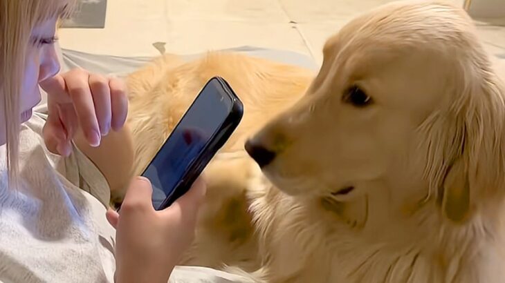『体重37キロの大型犬』と暮らす女性→スマホをいじっていたら『全体重』をかけてきて…自分の大きさを把握できていない光景に29万再生の反響(ブログ)