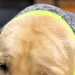 寒がりな大型犬のために『新しい服』を買った結果→着せてみると…この世の終わりのような『まさかの表情』が10万表示「超絶可愛い」「顔ｗｗ」(ブログ)