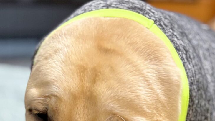 寒がりな大型犬のために『新しい服』を買った結果→着せてみると…この世の終わりのような『まさかの表情』が10万表示「超絶可愛い」「顔ｗｗ」(ブログ)