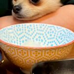 ご飯を食べている最中、腕の隙間から覗いてきた犬→耳が隠れてしまい…別の生物？あまりにも可愛いお顔に反響「眉毛がｗ」「愛くるしい表情」(ブログ)