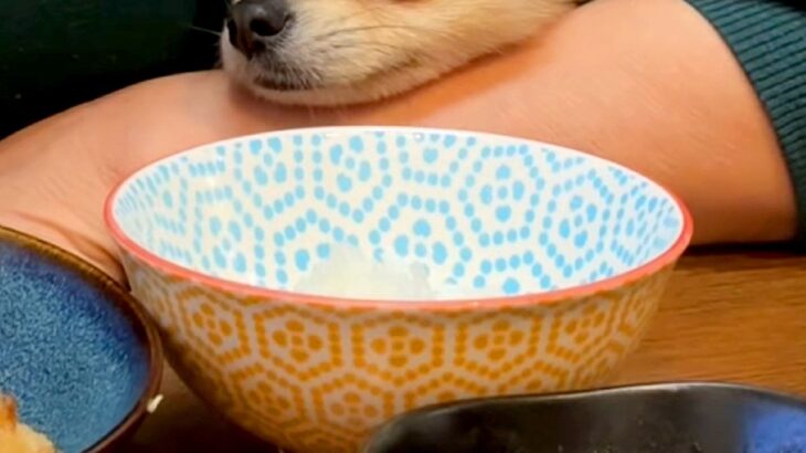ご飯を食べている最中、腕の隙間から覗いてきた犬→耳が隠れてしまい…別の生物？あまりにも可愛いお顔に反響「眉毛がｗ」「愛くるしい表情」(ブログ)