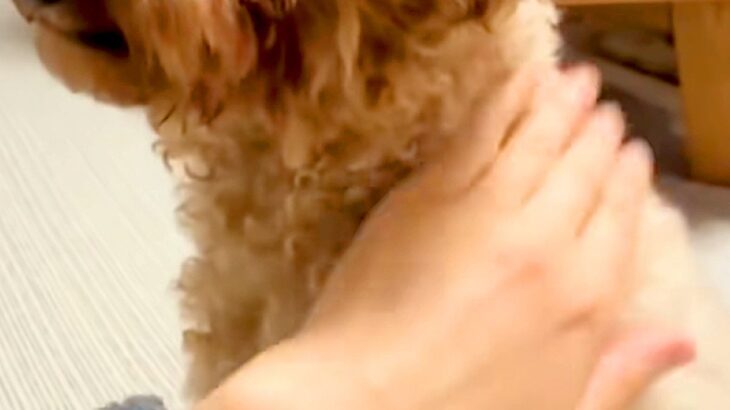 犬を預けた母からLINE→映像が送られてきたので、開いてみると…なんだか切ない『まさかの態度』が7万再生「可愛い」「素敵なおばあちゃん」(ブログ)