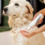 犬用シャンプーの正しい保管方法　細菌汚染を防ぐために飼い主ができること【獣医師執筆】(ブログ)