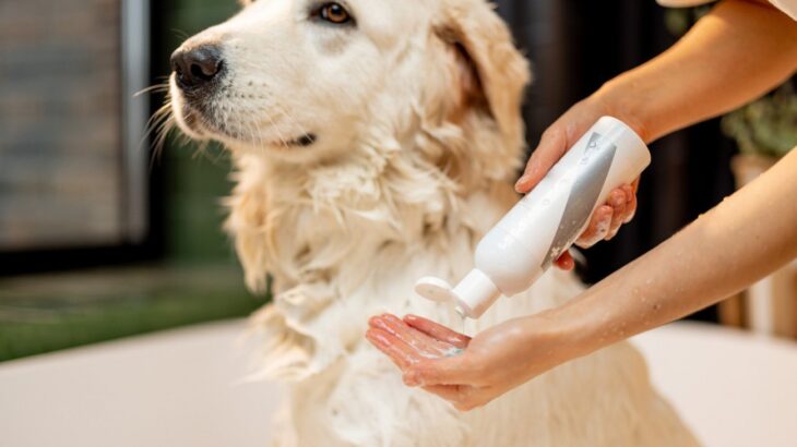 犬用シャンプーの正しい保管方法　細菌汚染を防ぐために飼い主ができること【獣医師執筆】(ブログ)