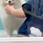 トリミング中の犬をお迎えに行った結果→ガラス越しに『ママだ』と気付いた瞬間…あまりにも尊い『表情』が15万再生「かんわいぃ」「笑ってる」(ブログ)